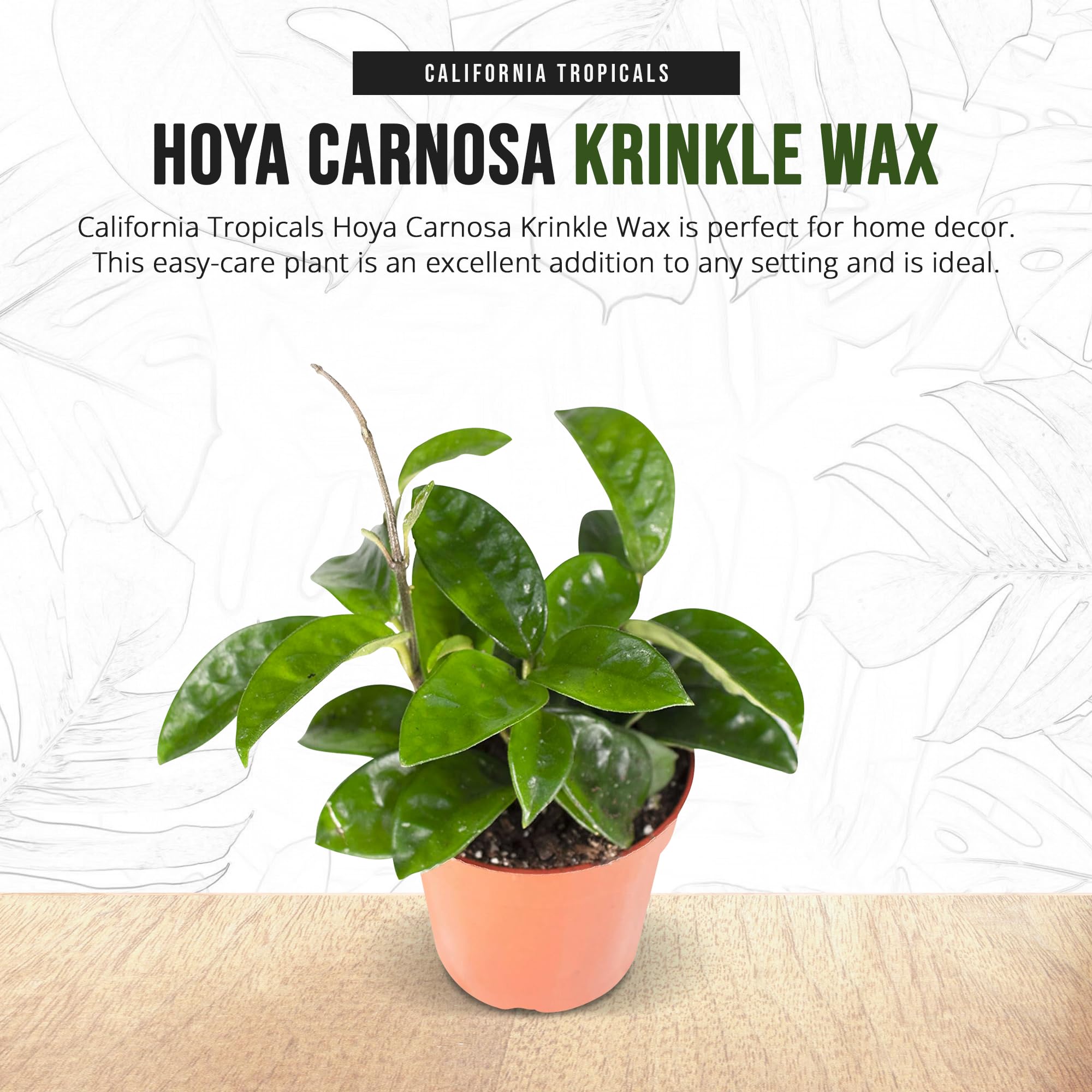 Amazon.com : California Tropicals Live Hoya Carnosa Krinkle Wax