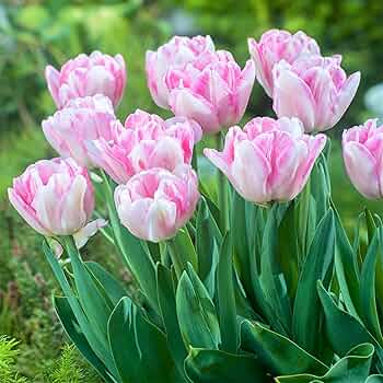 81M2+ElrqML._AC_UF350,