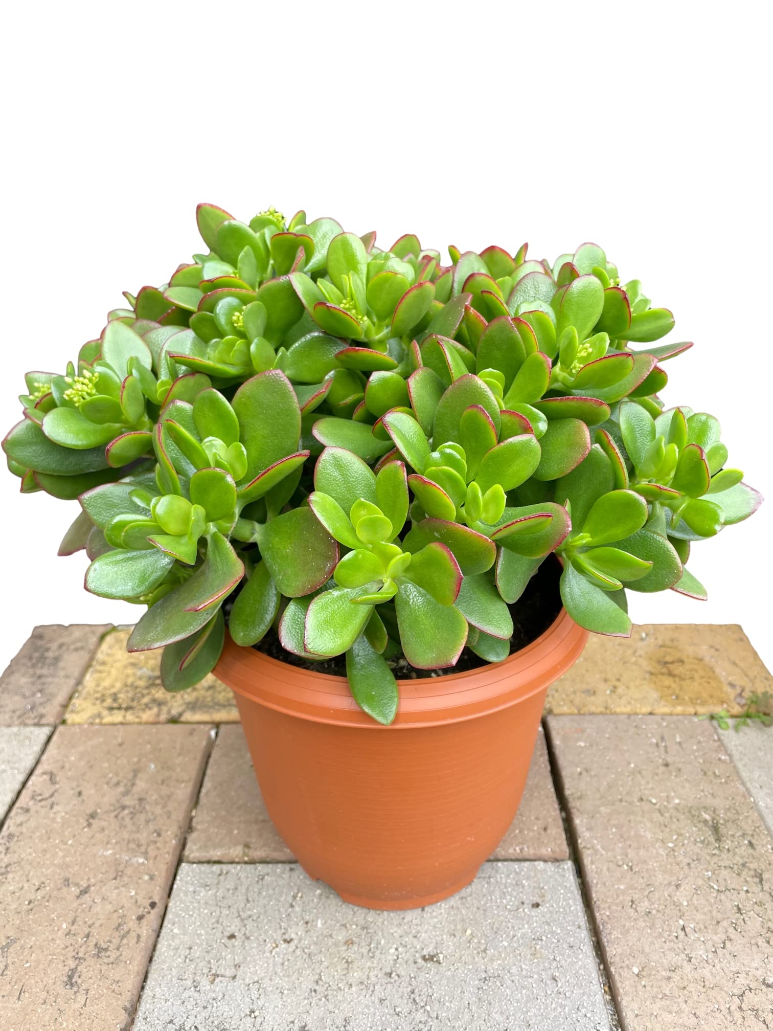 Amazon | 金のなるHappyの木【金のなる木 7号鉢 1個】jade plant 花月