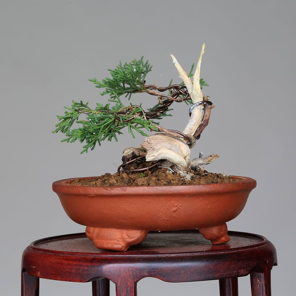 Amazon.co.jp: 『タヌキ真柏』糸魚川真柏 ミニ盆栽 (双幹)【泰寿園
