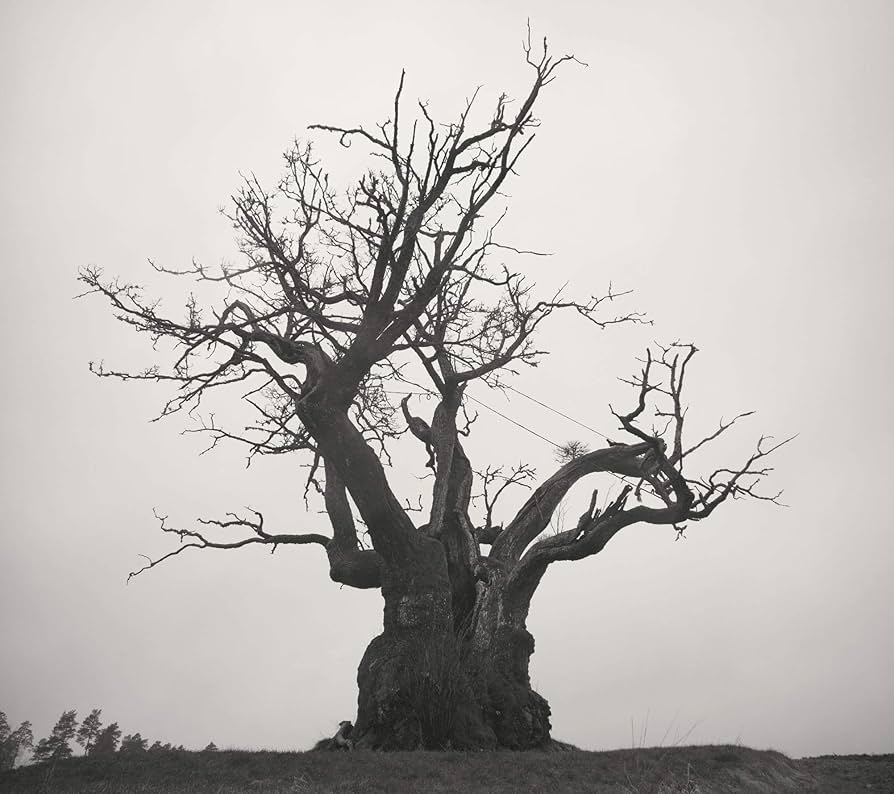 Amazon.co.jp: SEKAI NO OWARI 2010-2019[初回限定盤]: ミュージック