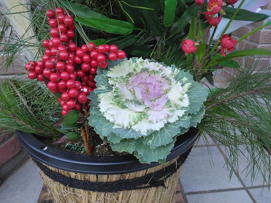 Amazon.co.jp: 門松 正月飾り 竹 青太竹・直径8㎝前後3本。生松（生