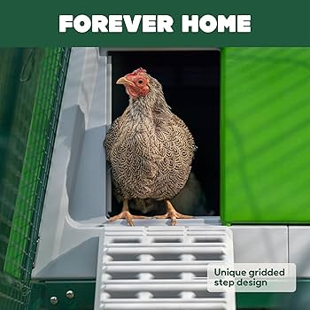 Amazon.co.jp: Omlet Eglu Cube 大型鶏小屋 | お手入れが簡単な