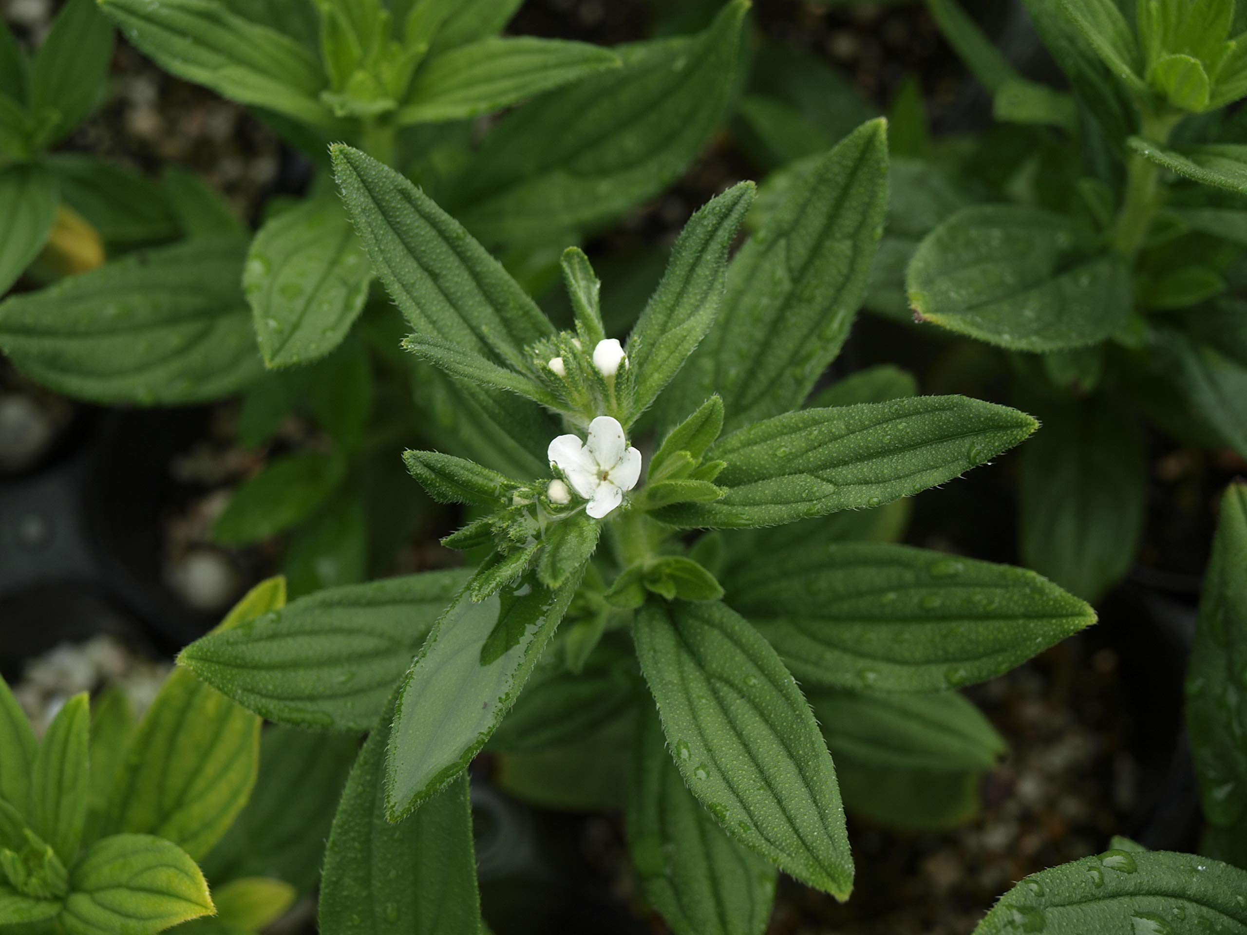 Amazon.co.jp: MURASAKI no ORGANIC(ムラサキノオーガニック