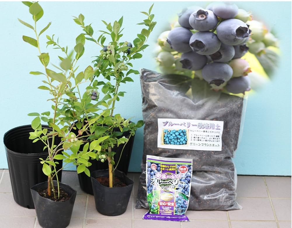 Amazon.co.jp: [初心者]プロにお任せブルーベリー苗木栽培6点セット