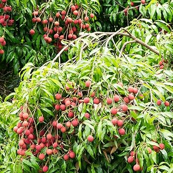 81SW0OEsptS._AC_UF350,