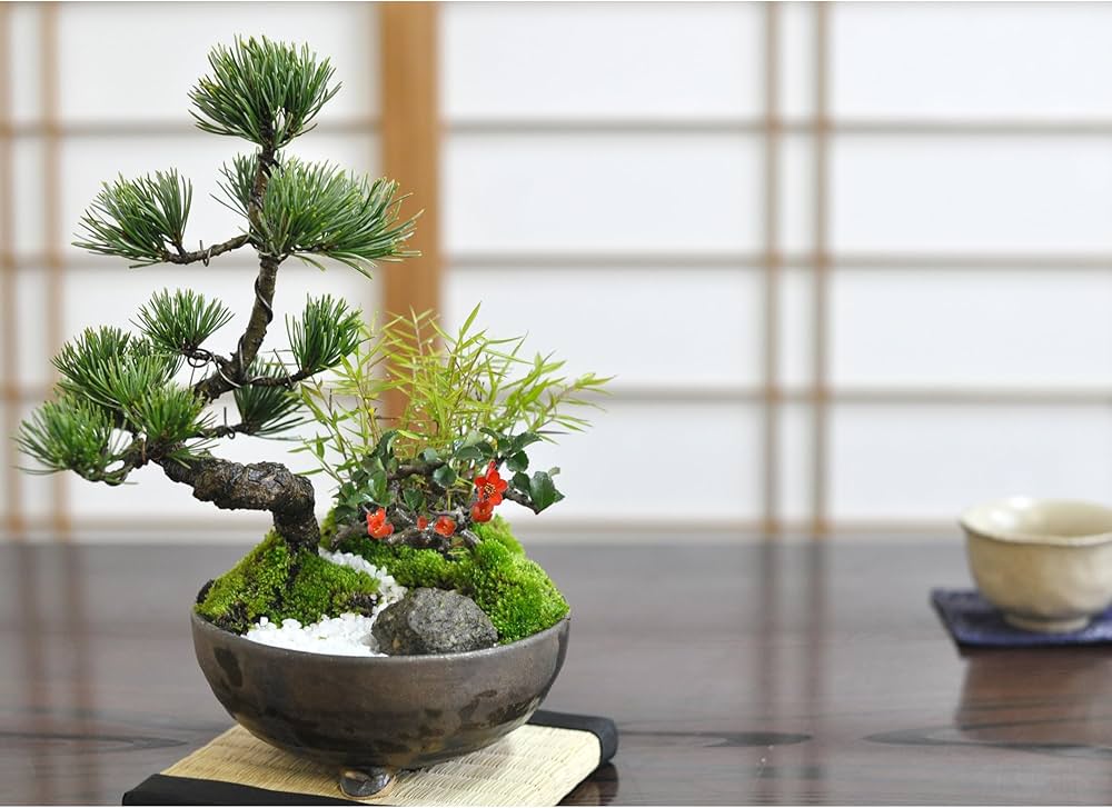 Amazon | 盆栽妙 モダン松竹梅 5号 正月 飾り 開店祝い ギフト bonsai