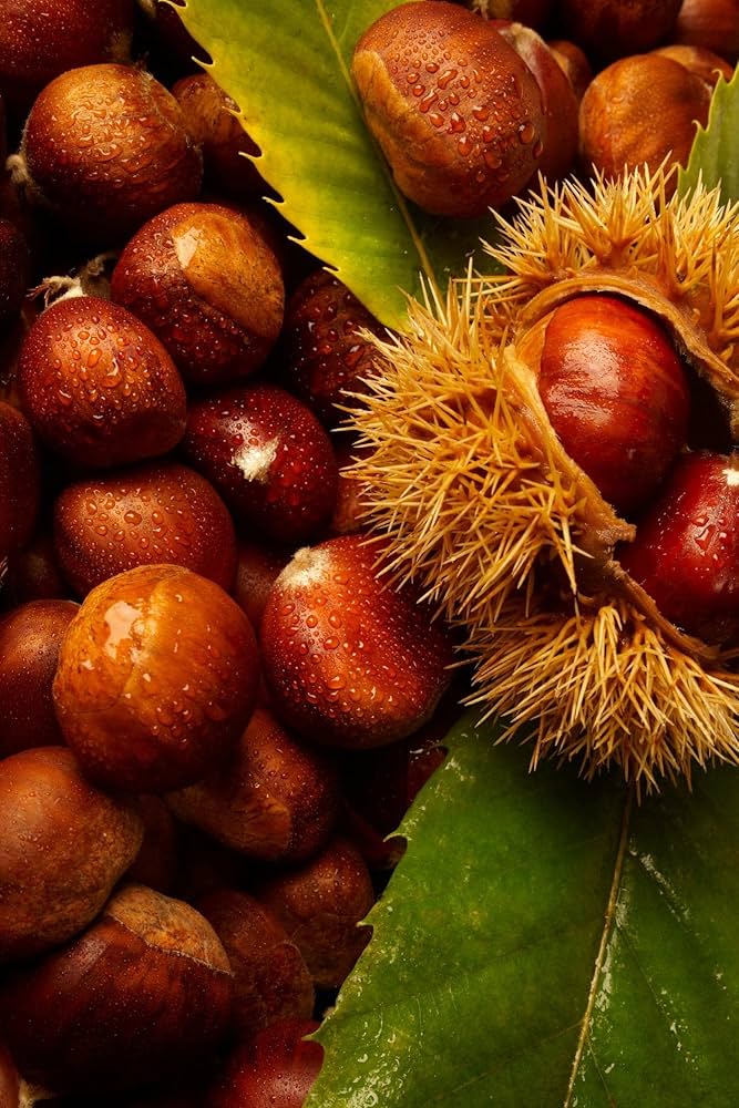 Amazon.co.jp: 果じゅまる園 無農薬 消毒未使用 生栗 濃厚 しげちゃん