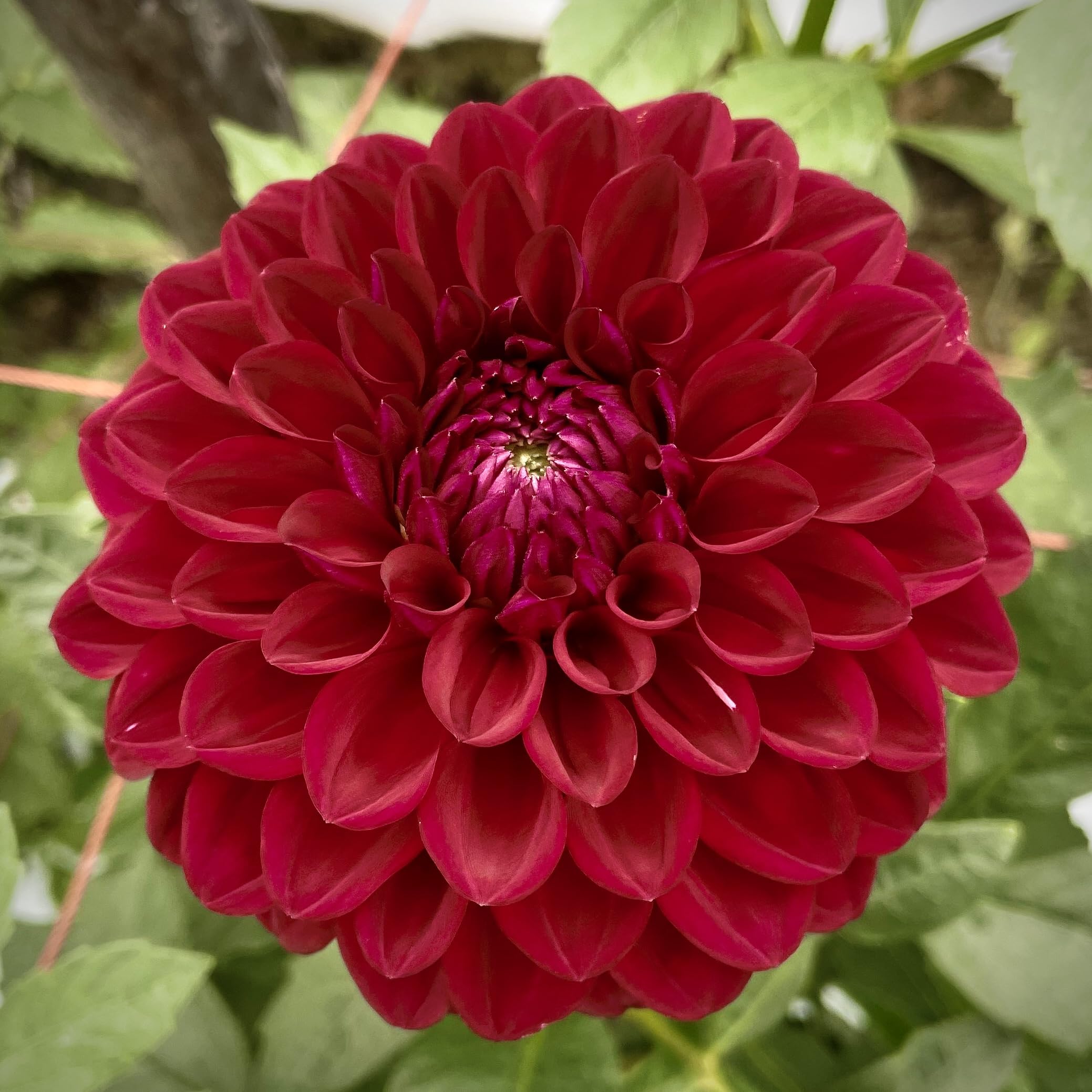 Amazon.co.jp: ダリア 球根 恋紅 こいべに 2球 花農家 正規品 中輪