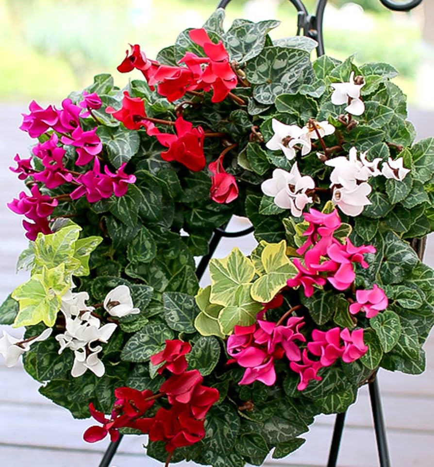 Amazon.co.jp: 【ガーデンシクラメン 花うるる のハンギング*リング