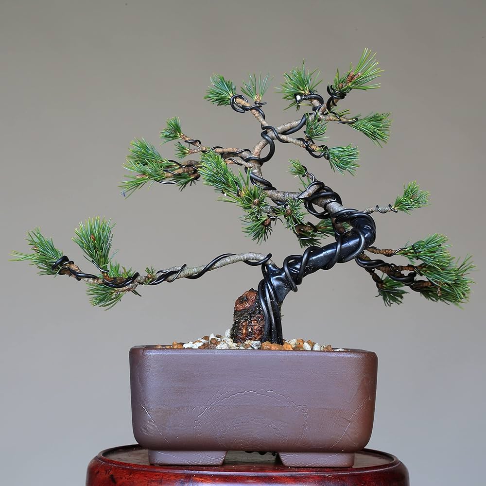 Amazon.co.jp: 八房五葉松『瑞祥』小品盆栽【泰寿園 Online】 : DIY
