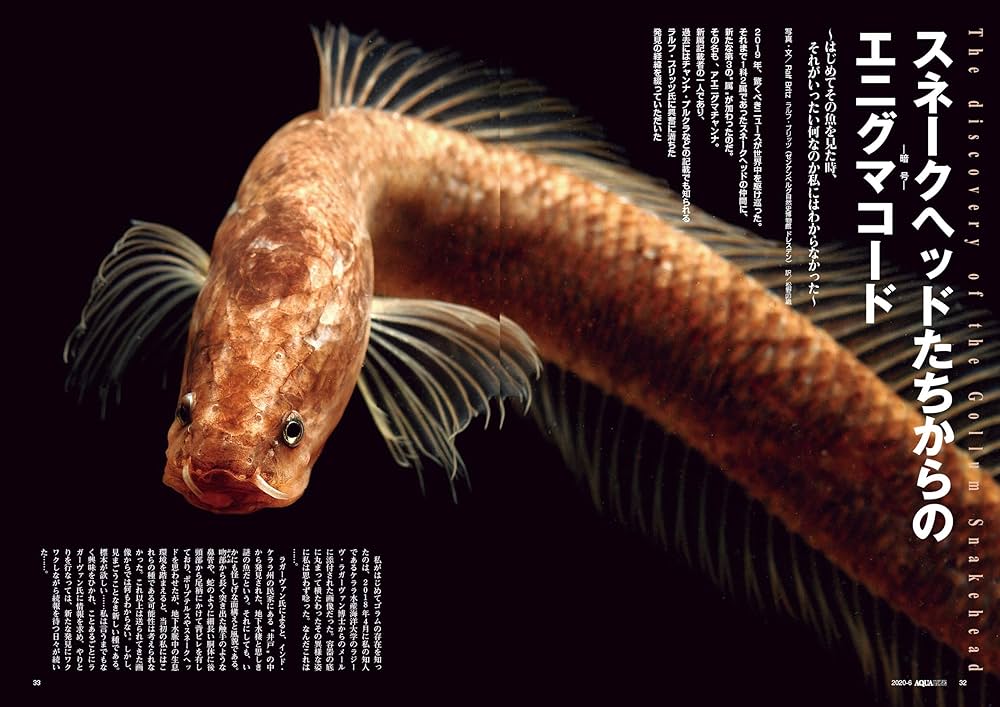 月刊アクアライフ 2020年06月号 スネークヘッド2020 |本 | 通販 | Amazon