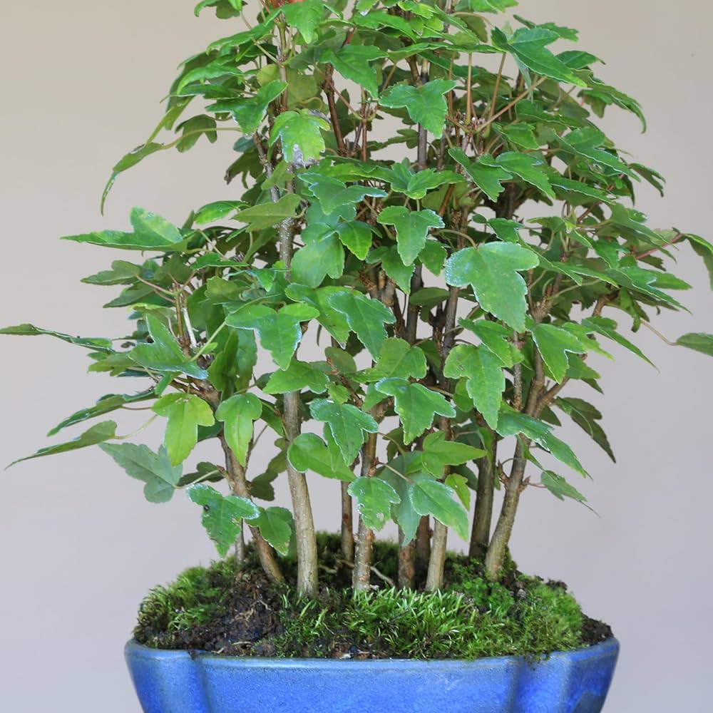 Amazon.co.jp: カエデ【楓】寄せ植え 小品盆栽【泰寿園Online】 : DIY