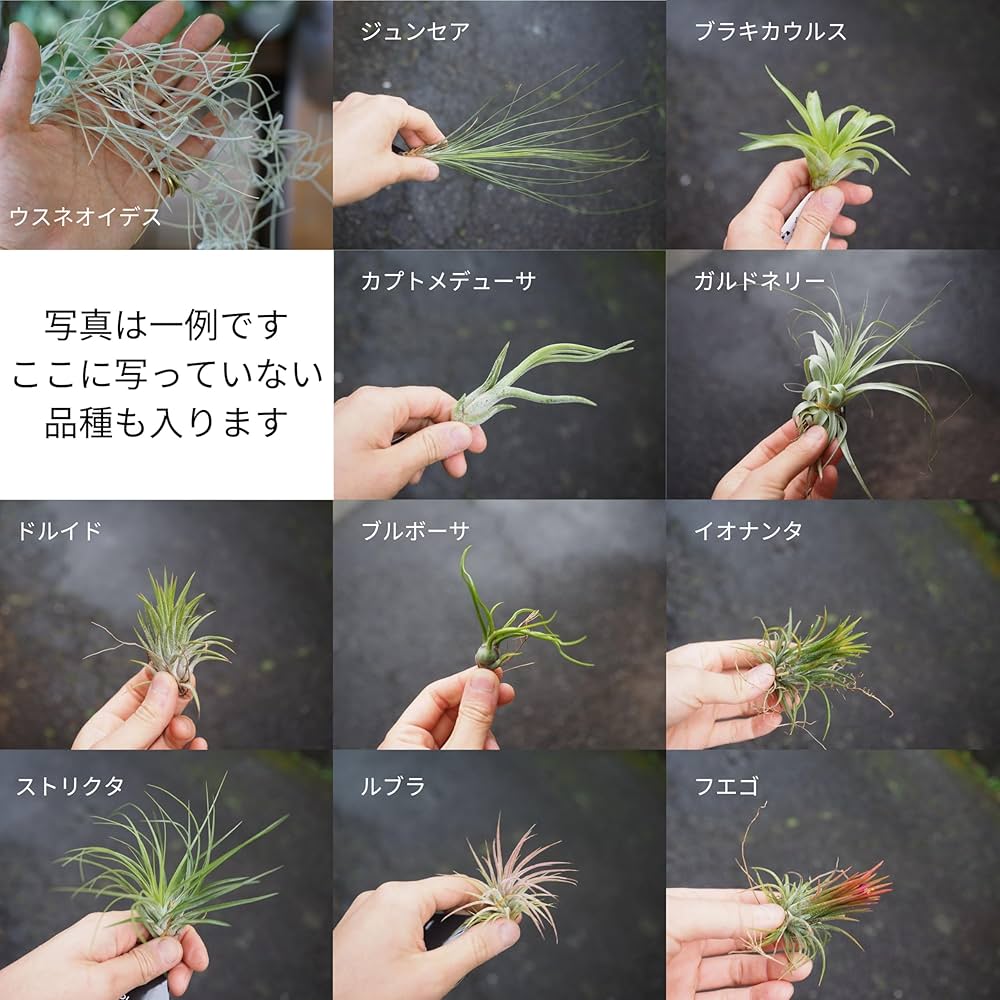 Amazon｜エアプランツ (3種類セット) おまかせセット チランジア