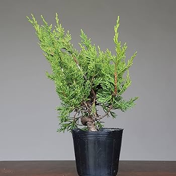 Amazon.co.jp: 糸魚川真柏 盆栽 素材・苗木 3本セット【泰寿園 Online