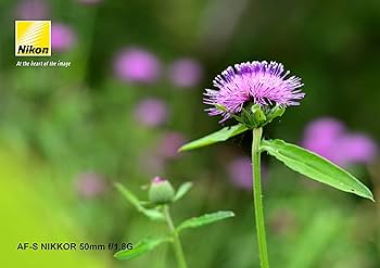 Amazon | Nikon 単焦点レンズ AF-S NIKKOR 50mm f/1.8G フルサイズ対応
