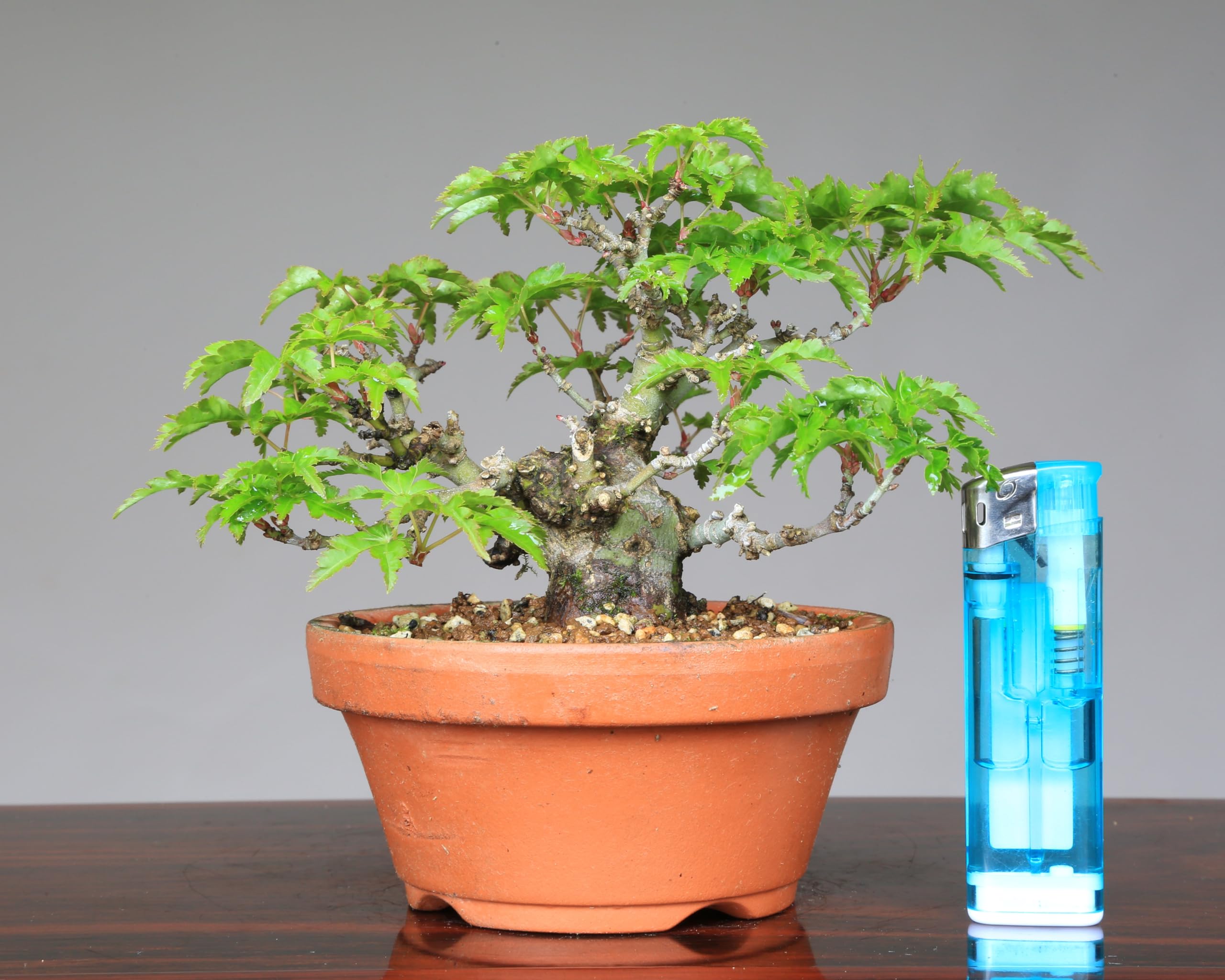 Amazon.co.jp: ノーブランド品紅葉『獅子頭』シシガシラ取り木小品盆栽