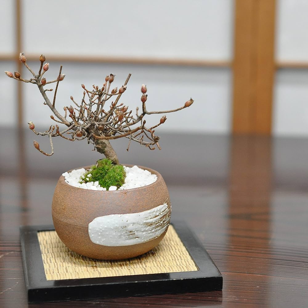 Amazon.co.jp: 盆栽妙 ミニ盆栽 サツキ 深山霧島 本物 花 観葉植物