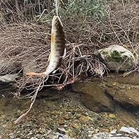 Amazon | メジャークラフト 釣り竿 スピニングロッド トラウティーノ