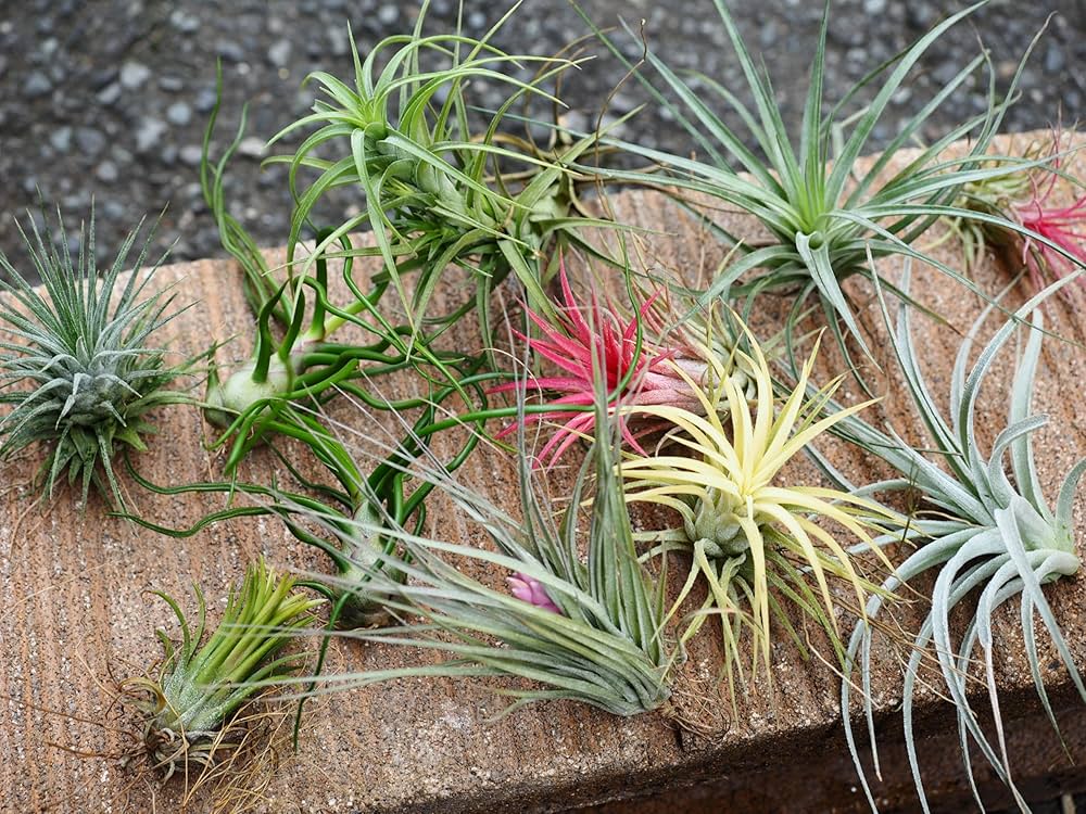 Amazon｜エアプランツ (3種類セット) おまかせセット チランジア