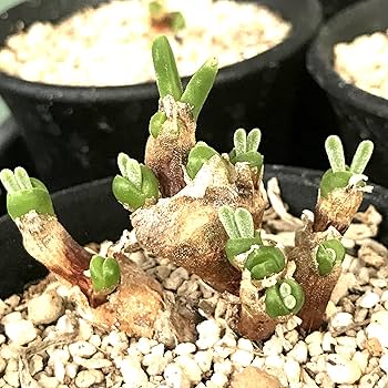 91+xXHXglpL._AC_UF350,