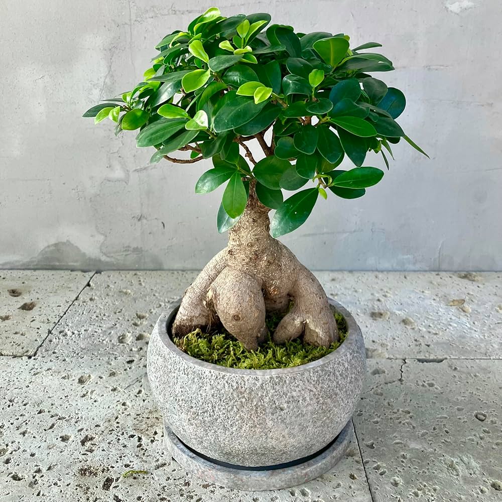 Amazon｜SUZUHA ガジュマル 盆栽仕立て 観葉植物 本物 7号 セメント