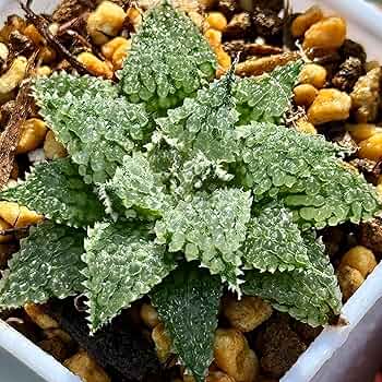 91vOfKNT4wL._AC_UF350,