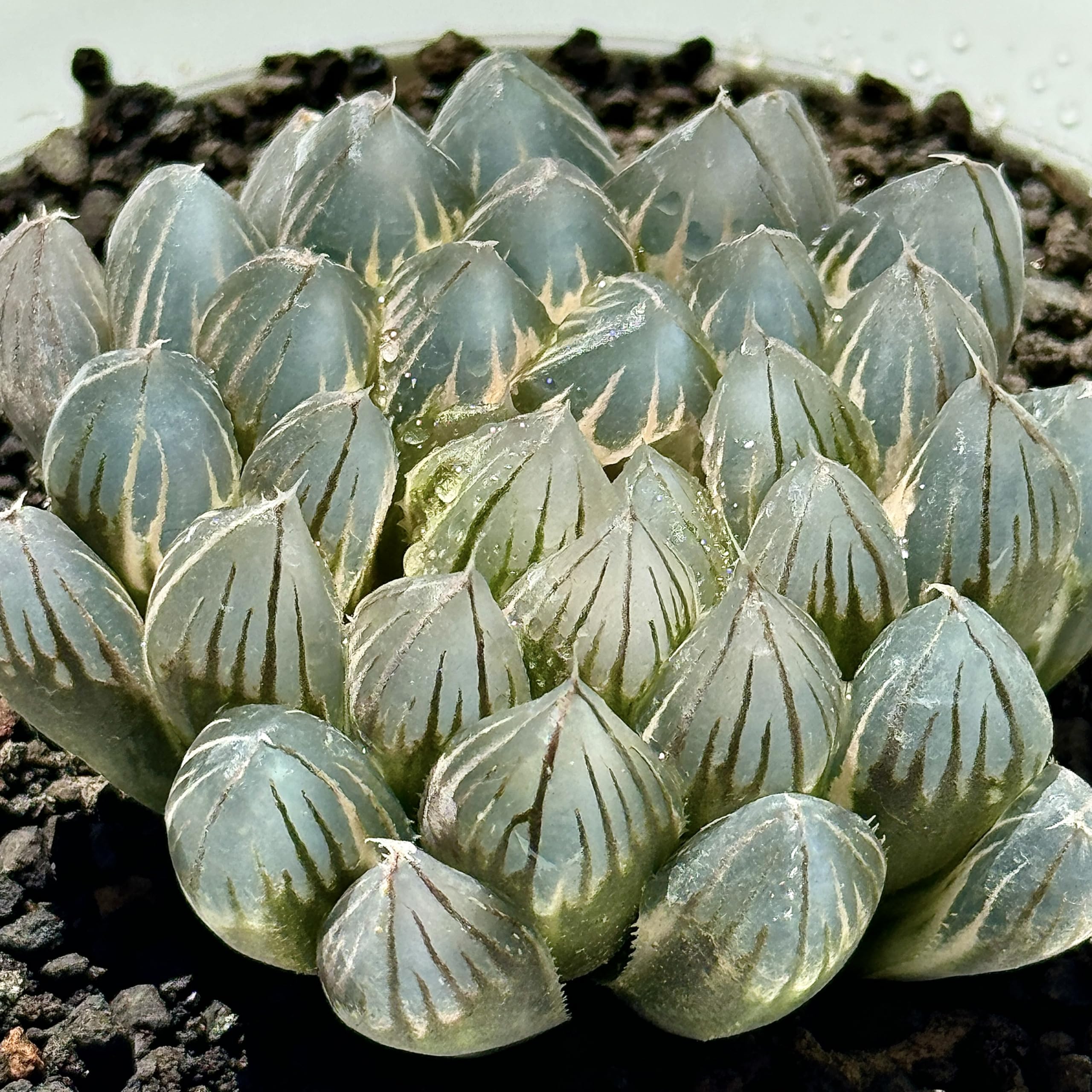 Amazon｜多肉植物 観葉植物 ハオルチア ハオルシア ブラックオブツーサ