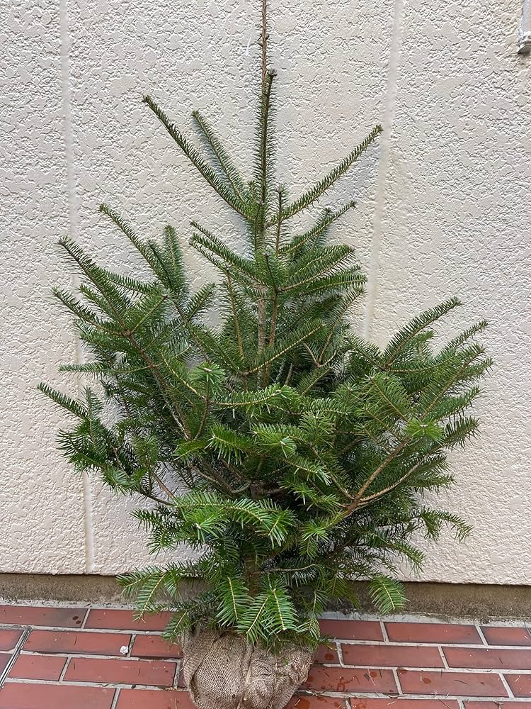 Amazon.co.jp: モミの木 本物のクリスマスツリー樅の木120センチ