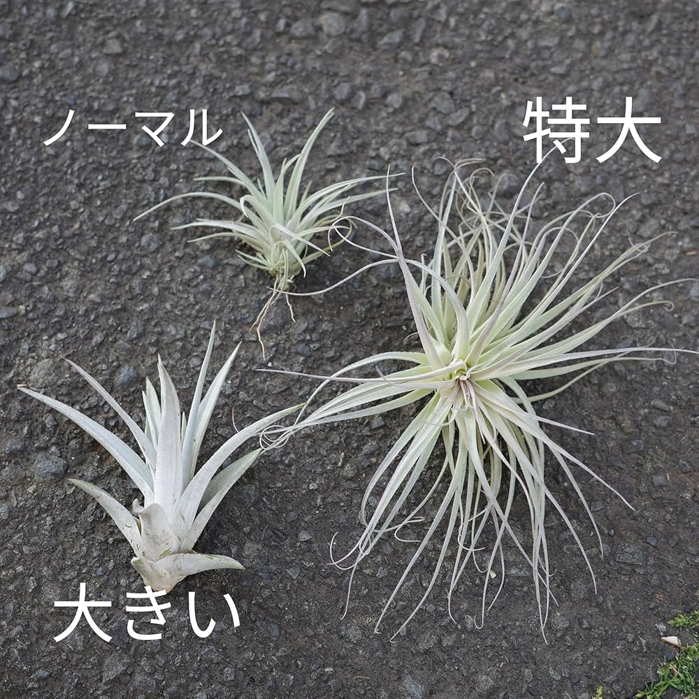 Amazon｜エアプランツ (4種類セット) おまかせセット チランジア