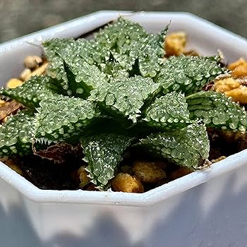 91Lb1UlK2ML._AC_UF350,