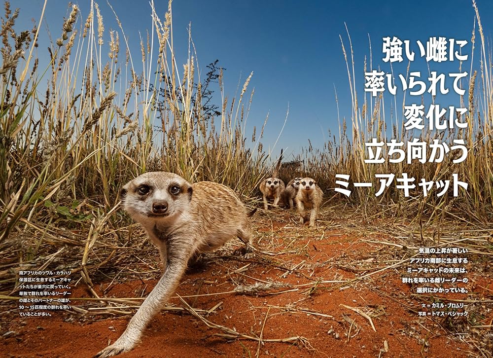 ナショナル ジオグラフィック日本版 2026年1月号（ミーアキャット 気候