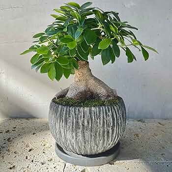 91S466aGroL._AC_UF350,