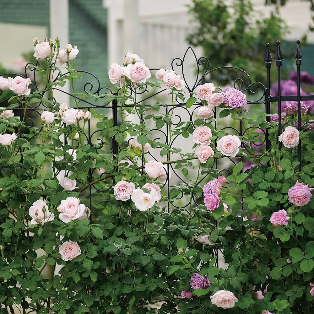 91U7heJDhCL._AC_UF1000,