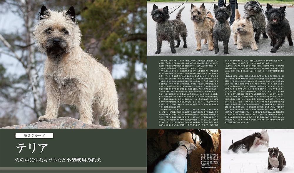 最新 世界の犬種大図鑑: 原産国に受け継がれた420犬種の姿形 | 藤田