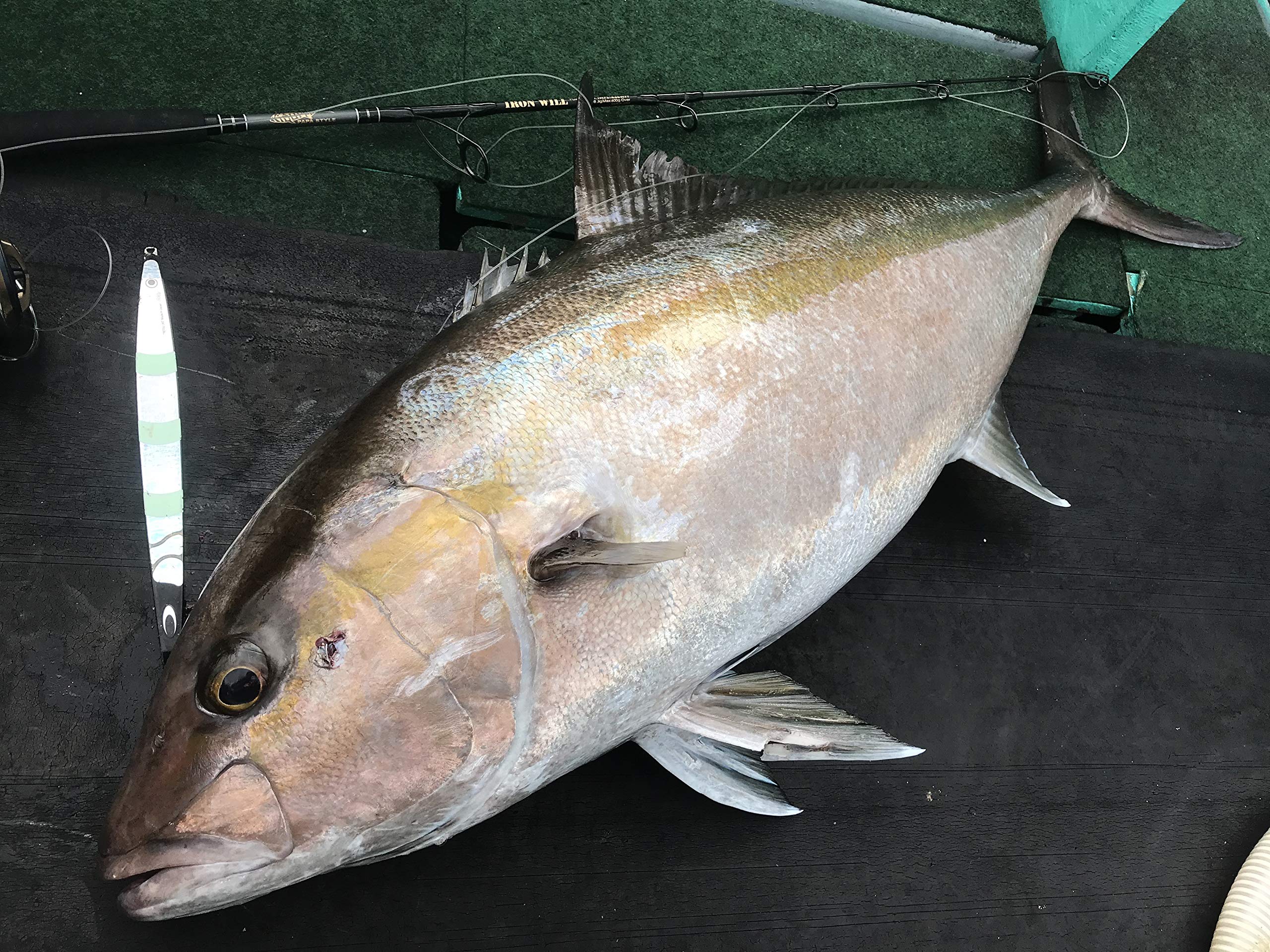 Amazon | Nature Boys(ネイチャーボーイズ)IRON WILL 527B アイアン