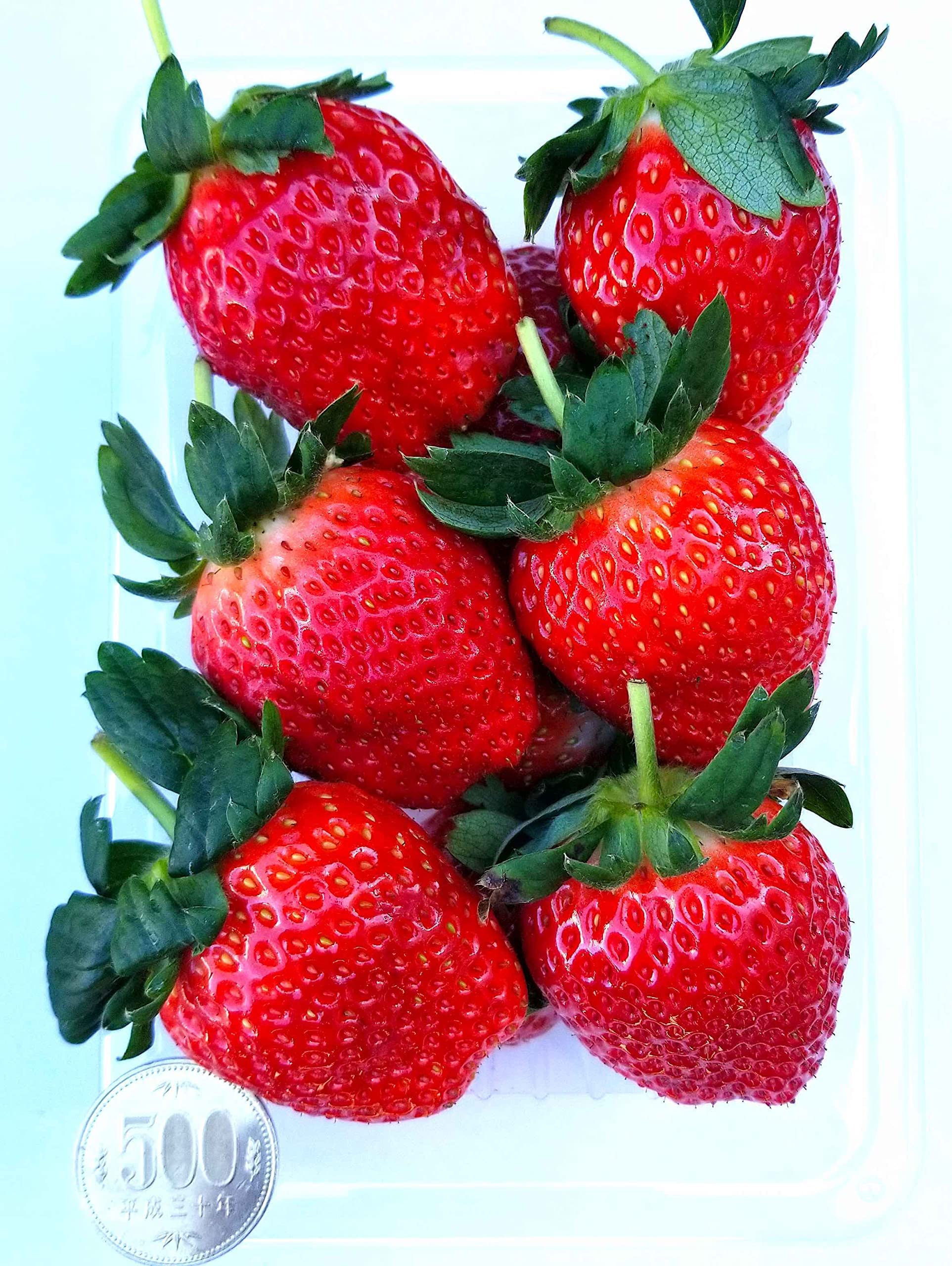 Amazon.co.jp: 【冷蔵】超大粒 いちご 約1,150g 糖度：11度以上