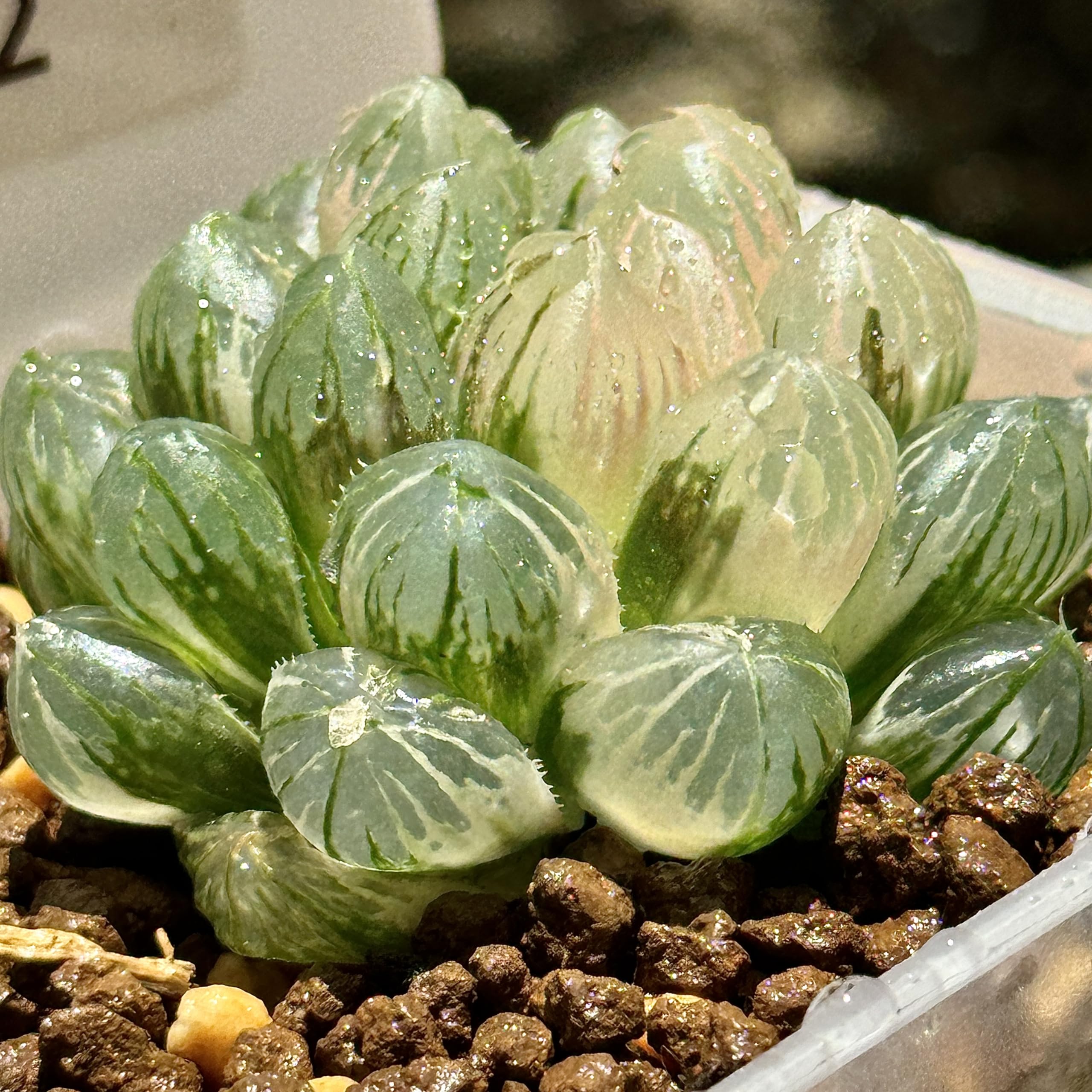 Amazon｜多肉植物 観葉植物 ハオルチア ハオルシア 紫王オブツーサ錦