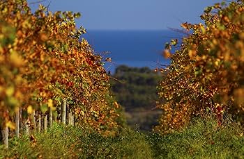 Amazon.co.jp: ローズマウント ダイヤモンドラベル カベルネ