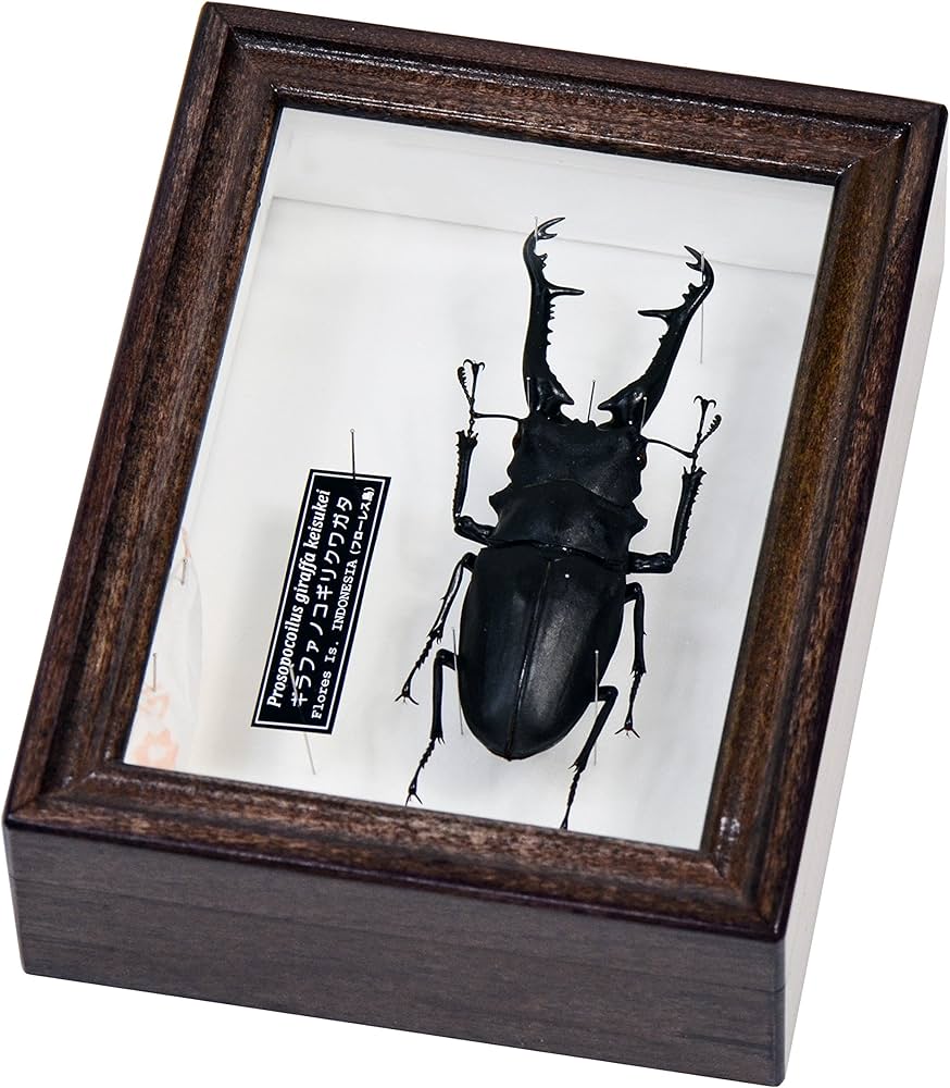 Amazon | 世界最長のクワガタムシ ギラファノコギリクワガタ