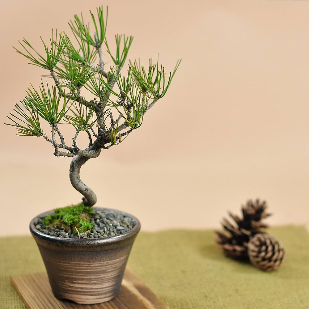 Amazon.co.jp: 盆栽妙 ミニ盆栽 赤松 本物 観葉植物 鉢植え ギフト