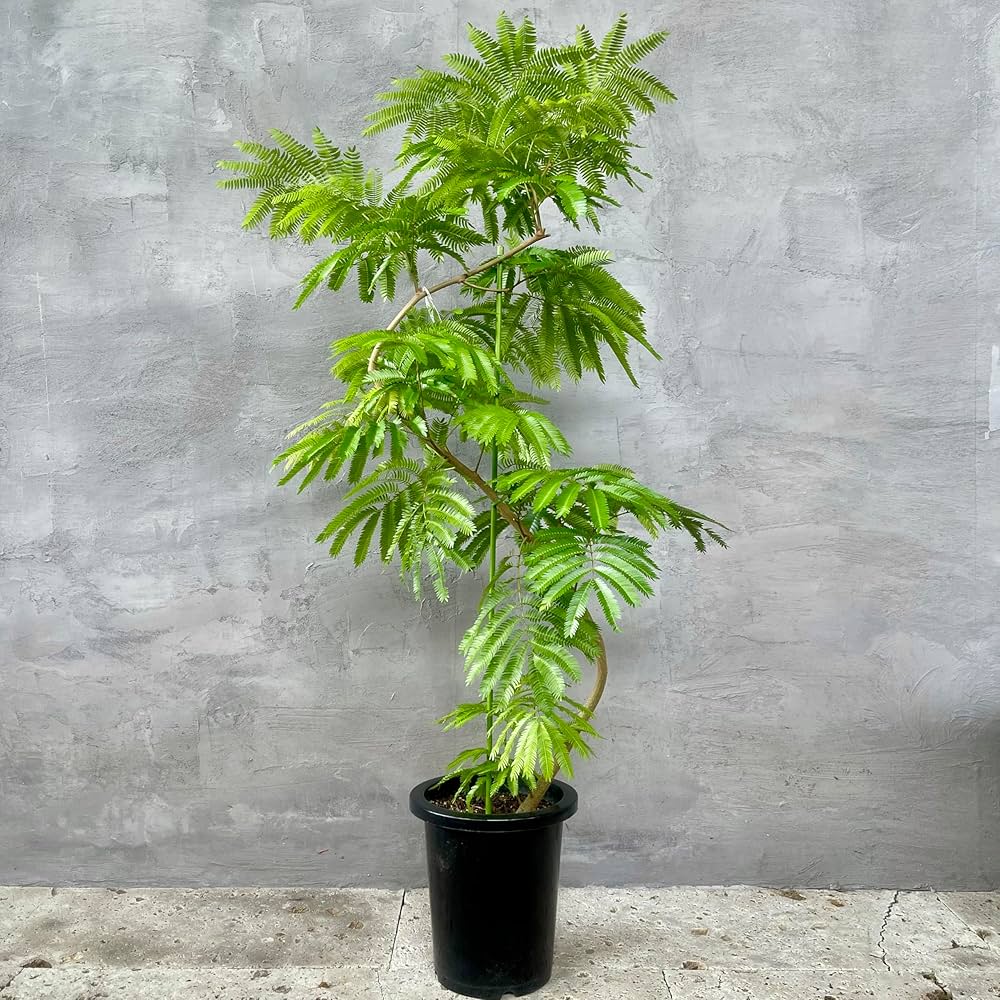 Amazon｜SUZUHA 観葉植物 本物 エバーフレッシュ 曲がり仕立て 8号