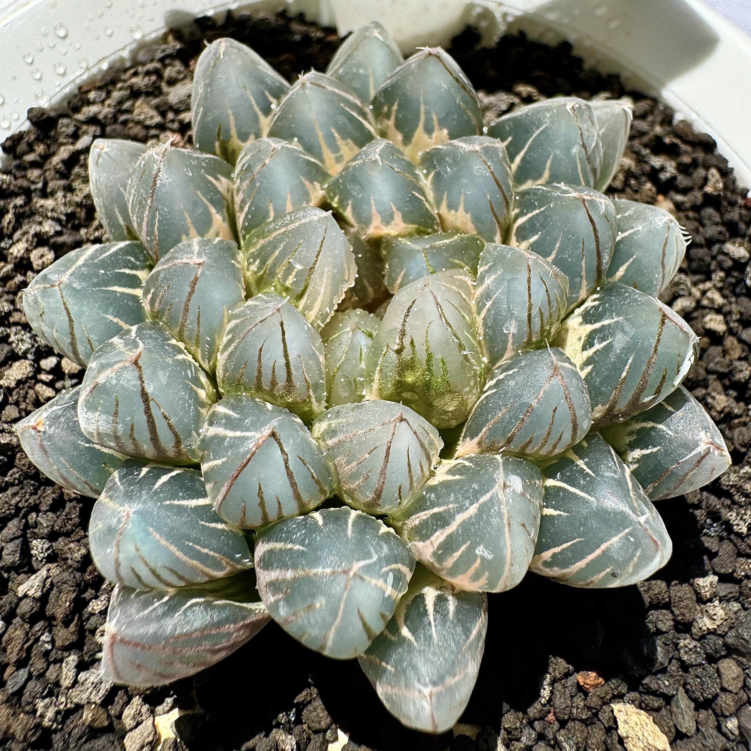 Amazon｜多肉植物 観葉植物 ハオルチア ハオルシア ブラックオブツーサ