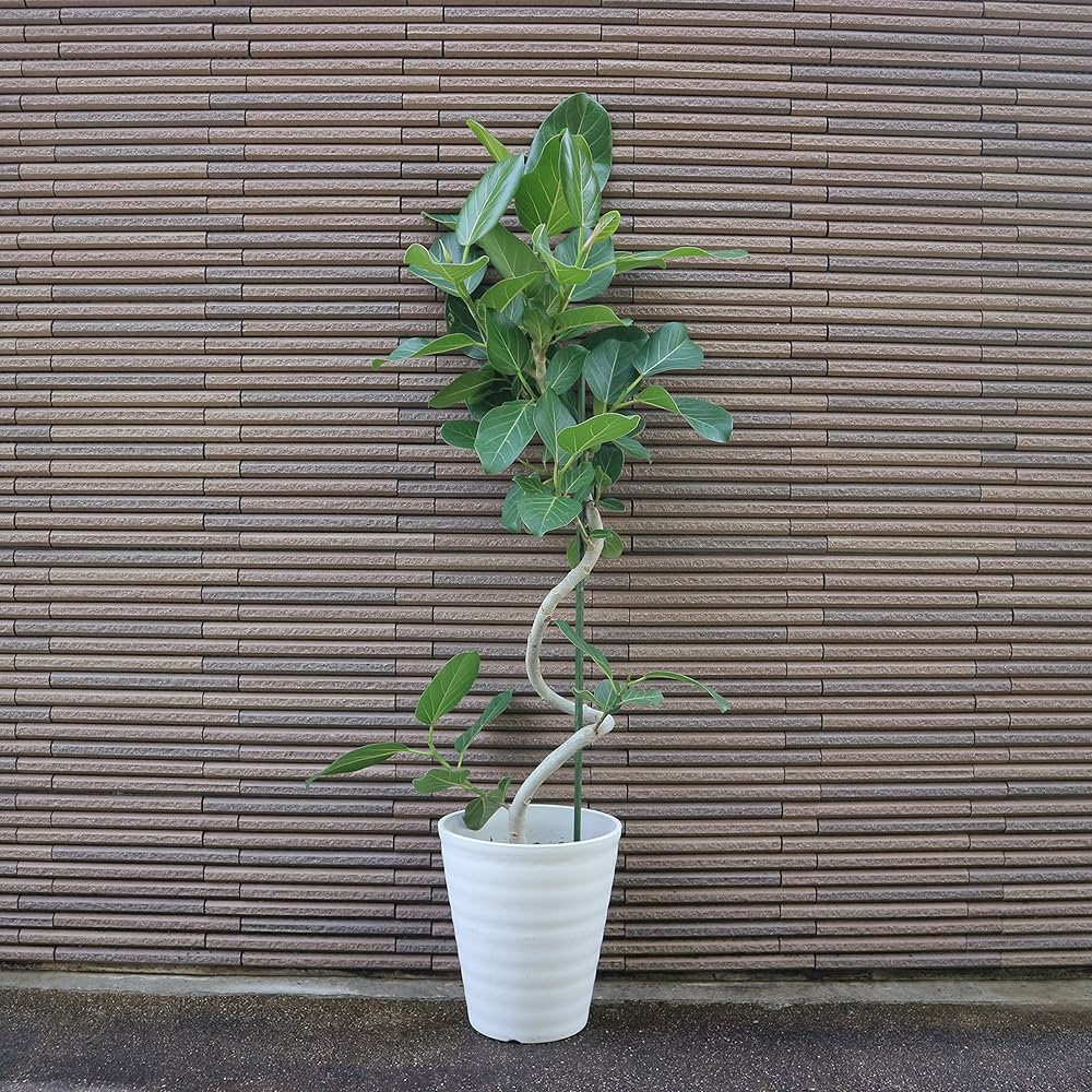 Amazon.co.jp: フィカス ベンガレンシス ゴムの木の仲間 曲がり