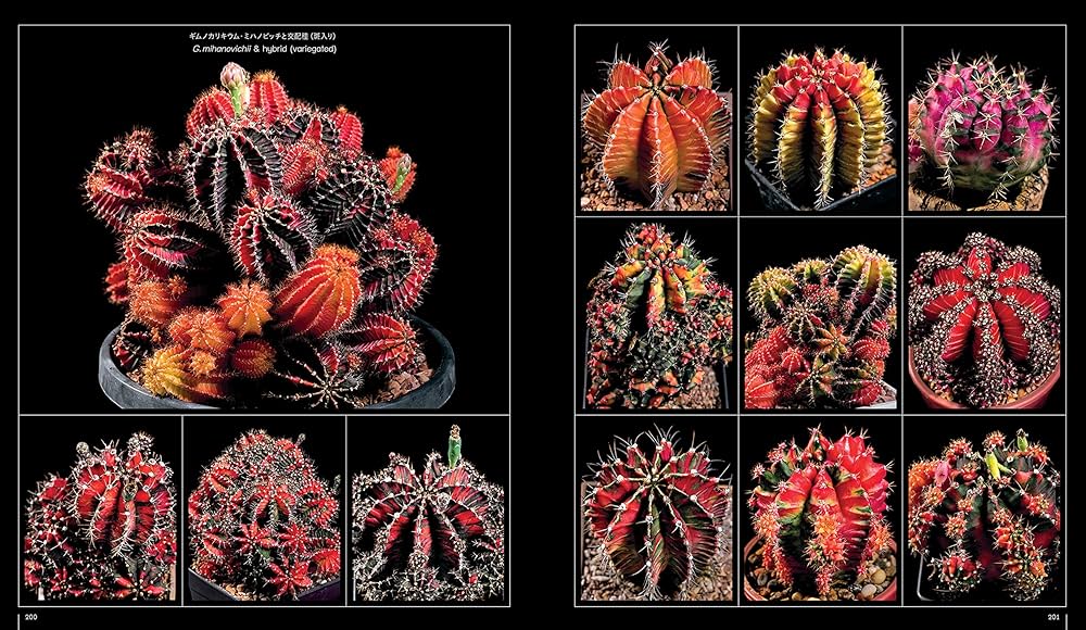 サボテン全書 All about CACTUS | パワポン・スパナンタナーノン, 飯島