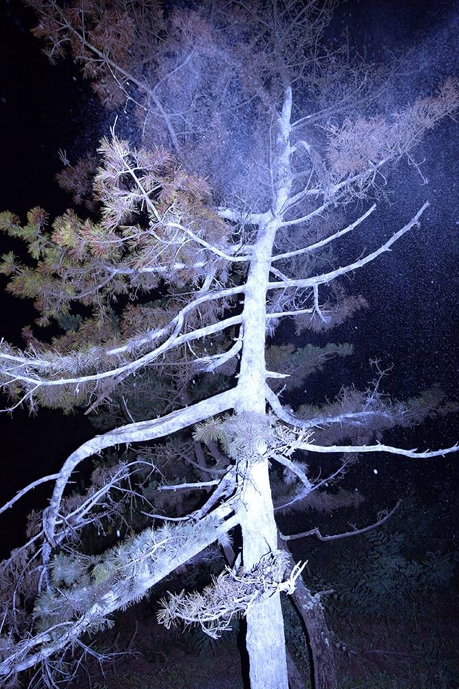 Amazon.co.jp: 螺旋海岸 album : 志賀理江子: Japanese Books