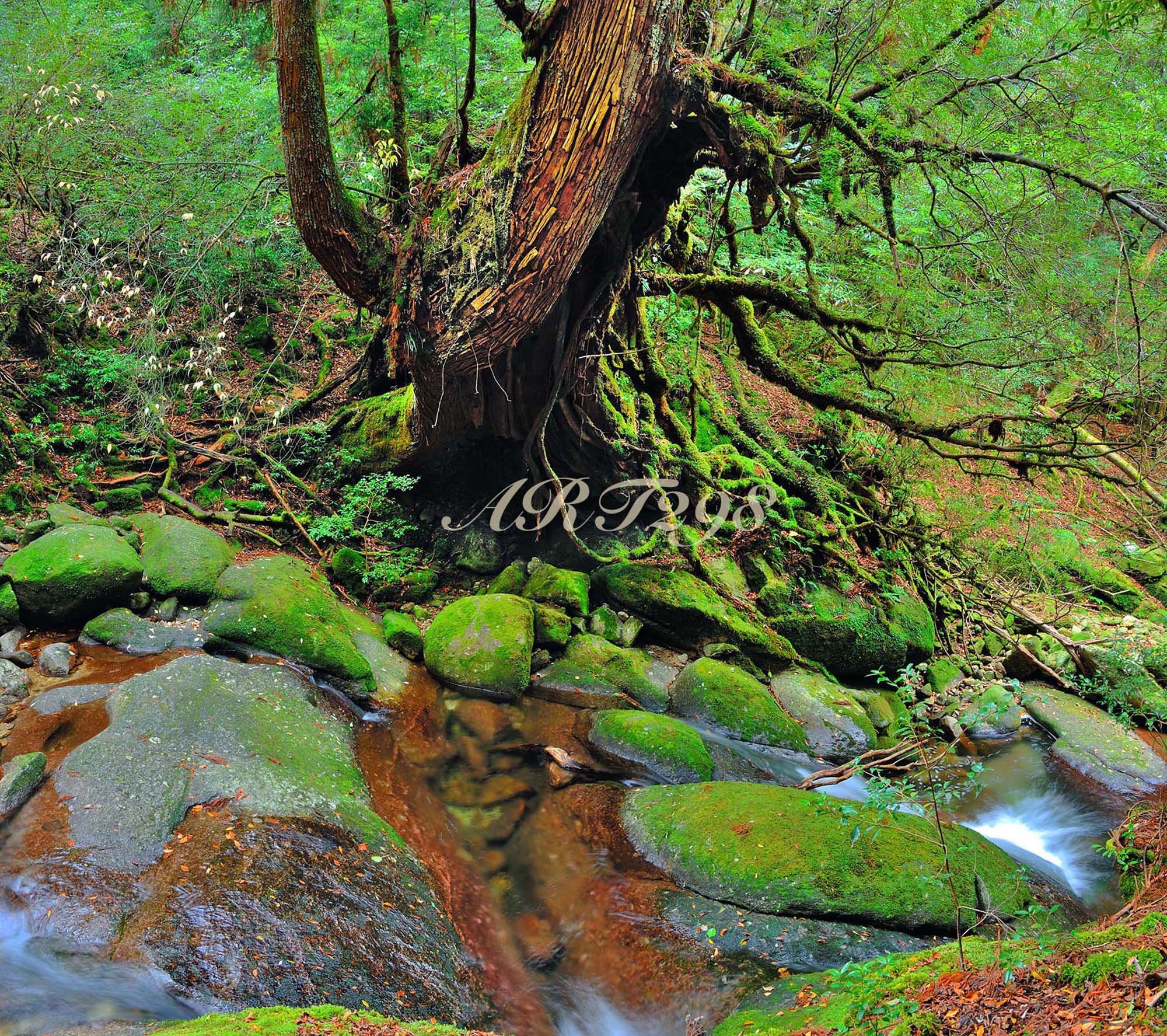 Amazon.co.jp: 風景写真ポスター 世界自然遺産屋久島 屋久杉07 屋久島