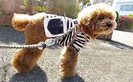 Amazon.co.jp: 低周波、高周波の電磁波対策 5G対策 電磁波対策 電磁波