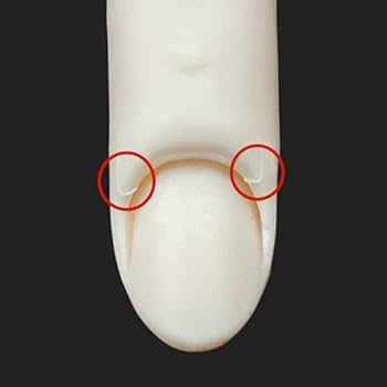 Amazon.co.jp: STモデルハンド 右手(JNEC 第1期認定モデルハンド