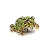 可愛いカエル5選｜ツノガエルなど水槽で飼える人気の種類をご紹介し